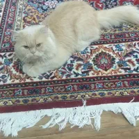 جفت گیری گربه