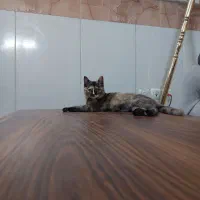 واگذاری گربه ۳ ماهه پدر پرشین مادر چیلی