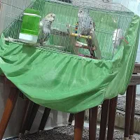 یه جفت عروس هلندی با قفس ومحتوایه داخلش