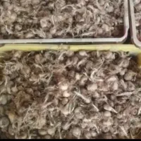 بذر زعفران نقره شده آماده