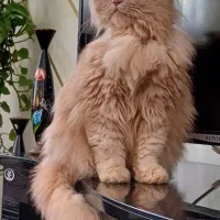 گربه