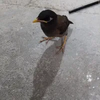 پرنده