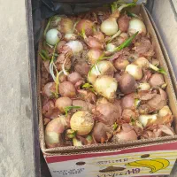 پیاز نیش کرده