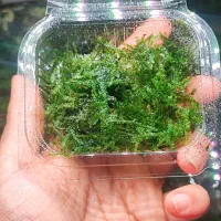 خزه