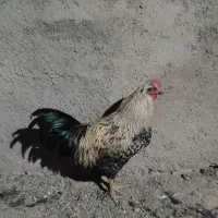 خروس
