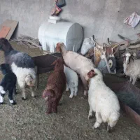 ۴ تا گوسفند با بره   جوان داشتی  جفتی ۷۵ ملیون