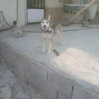 واگزاری توله هاسکی
