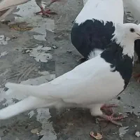 طوق سیاه
