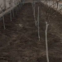 باغبونی|خدمات باغبانی و درختکاری|مشهد, کلاته برفی|دیوار