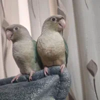 گیرینچیک پاین اپل