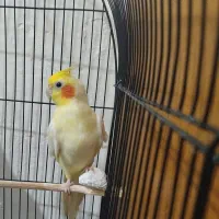 عروس هلندی لوتینو نر