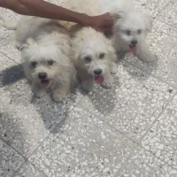توله سگ شیتزو