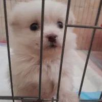 واگذاری سگ پامرعروسکی  خرسی  دوماهه شناسنامه دار