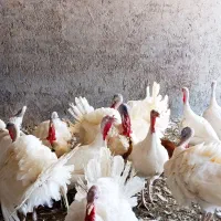 بوقلمون گوشتی