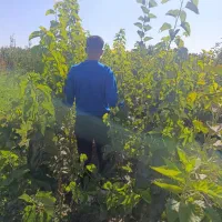 تمامی انواع نهال های بادام یک سال دو سال یه سال