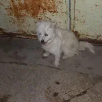 سگ.