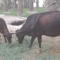 گاو شیری باگوساله ماده