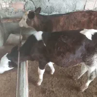 دوراس گوساله سیمینتال چهارماهه