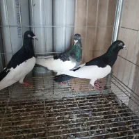 کبوتریهودی شامی