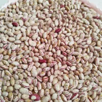 لوبیا چیتی برای بذر و پخت تضمینی