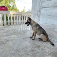 سگ بلژین مالینویز