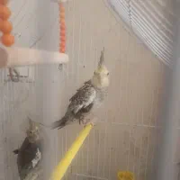 جوجه عروس هلندی