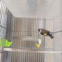 سهره حوالی ترمینال امامیه منظریه گم شده