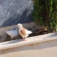 یک جفت کفتر نر طوقی