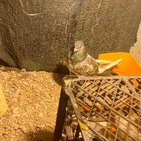 میناب