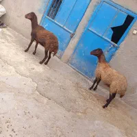 دو راس شیشک ماده