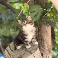 بچه گربه