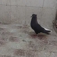 ماده زاغ دم سفید کاکلی