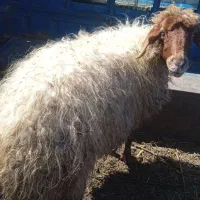 یک،عدد،گوسفند