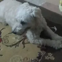 سگ گمشده