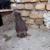 نر سرخ کاکل