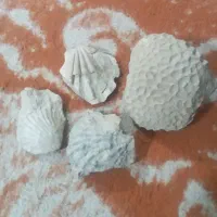فسیل دریابی