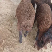 بره نرهمو ۲راس افشار