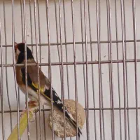 سهره و قناری