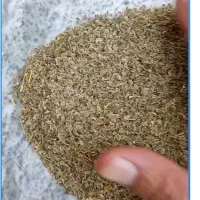 بذر شوید