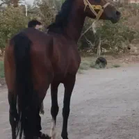 اسب نریان عرب شرایطی بافق