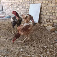مرغ و خروس لاری
