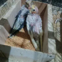 عروس هلندی