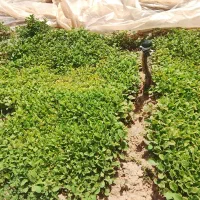 نهال|گل و گیاه طبیعی|نیشابور, طالقانی|دیوار