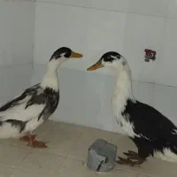 دو اردک هشت ماهه