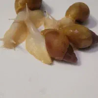 حلزون