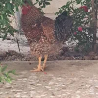 خروس یک ساله کاکلی