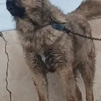 سگ سرابی