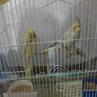 یک جفت عروس هلندی باجوجه و۲ تا عروس ماده
