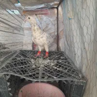 کفتر هفرنگ