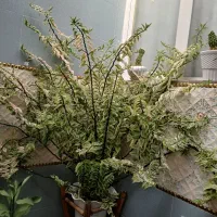 گل طبیعی